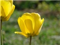 tulipan žuti osunčani